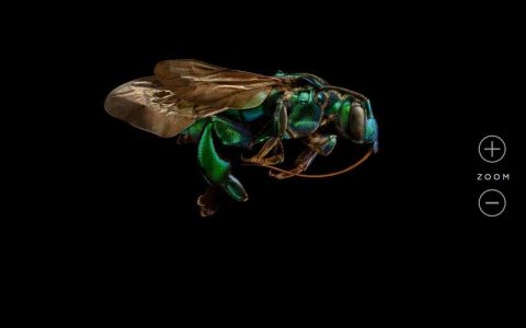 免费下载超高清昆虫微距摄影作品（Microsculpture）