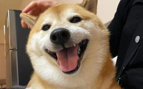 网红小狗Balltze去世 这些表情包你肯定很熟悉